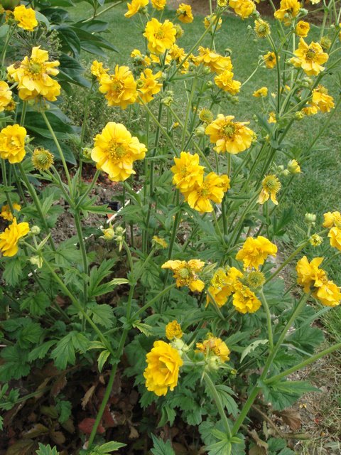 Geum x 'Mrs J.Bradshaw'